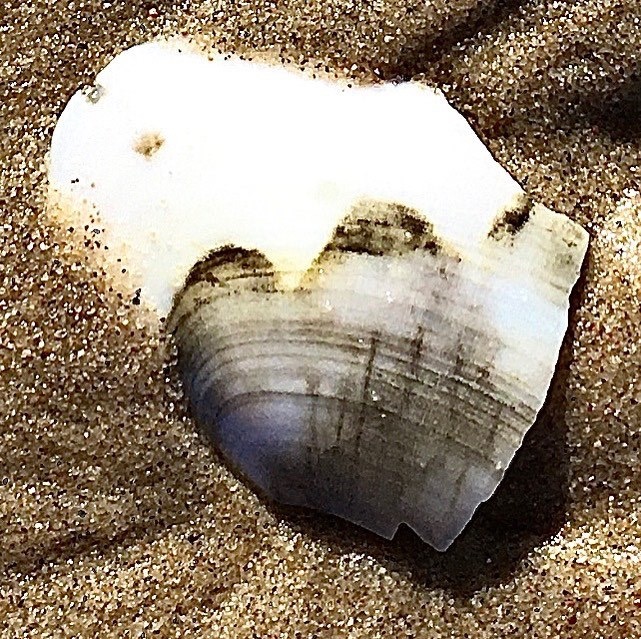 Shell heart